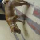 Подробнее об объявлении «Красноярск Найдена собака кобель» Фото: найдена собака Шар-пей «Красноярск Найдена собака кобель» в г. Красноярск