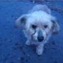 Подробнее об объявлении «Аксай (Ростовская обл.) Найдена собака» Фото: найдена собака  «Аксай (Ростовская обл.) Найдена собака» в г. Аксай (Ростовская обл.)