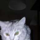 Подробнее об объявлении «Найдена кошка Ханты-Мансийск» Фото: найдена кошка  «Найдена кошка Ханты-Мансийск» в г. Ханты-Мансийск