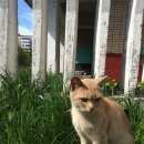 Подробнее об объявлении «Найден кот рыжий кот м. отрадное Москва» Фото: найдена кошка  «Найден кот рыжий кот м. отрадное Москва» в г. Москва