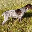 Подробнее об объявлении «Пропала собака собаке требуется лечение Куровское» Фото: пропала собака Дратхаар «Пропала собака собаке требуется лечение Куровское» в г. Куровское