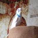 Подробнее об объявлении «Красноярск Пропал попугай волнистый попугай» Фото: пропало другое животное  «Красноярск Пропал попугай волнистый попугай» в г. Красноярск