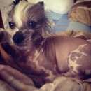 Подробнее об объявлении «Пропала собака кобель китайский хохлатый Новосибирск» Фото: пропала собака Китайская хохлатая собака «Пропала собака кобель китайский хохлатый...» в г. Новосибирск