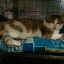 Подробнее об объявлении «Мытищи Найден кот» Фото: найдена кошка  «Мытищи Найден кот» в г. Мытищи