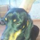 Подробнее об объявлении «Новосибирск Найдена собака кобель такса» Фото: найдена собака Такса «Новосибирск Найдена собака кобель такса» в г. Новосибирск