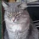 Подробнее об объявлении «Новосибирск Пропала кошка» Фото: пропала кошка Сибирская «Новосибирск Пропала кошка» в г. Новосибирск