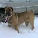 Подробнее об объявлении «Найдена собака кобель Смоленск» Фото: найдена собака Среднеазиатская овчарка «Найдена собака кобель Смоленск» в г. Смоленск