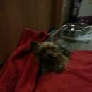 Подробнее об объявлении «Москва Найдена собака кобель мини йокширский терьер» Фото: найдена собака Йоркширский терьер «Москва Найдена собака кобель мини йокширский...» в г. Москва