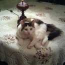 Подробнее об объявлении «Пропал кот Воскресенск» Фото: пропала кошка  «Пропал кот Воскресенск» в г. Воскресенск