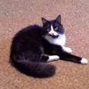 Подробнее об объявлении «Пропал кот Оренбург» Фото: пропала кошка  «Пропал кот Оренбург» в г. Оренбург