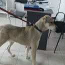 Подробнее об объявлении «Найдена собака Краснодар» Фото: найдена собака Среднеазиатская овчарка «Найдена собака Краснодар» в г. Краснодар