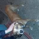 Подробнее об объявлении «Найдена собака Дзержинск» Фото: найдена собака  «Найдена собака Дзержинск» в г. Дзержинск