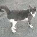 Подробнее об объявлении «Найдена кошка Реутов» Фото: найдена кошка  «Найдена кошка Реутов» в г. Реутов