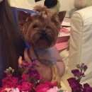 Подробнее об объявлении «Пропала собака кобель Вороново» Фото: пропала собака Йоркширский терьер «Пропала собака кобель Вороново» в г. Вороново