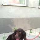 Подробнее об объявлении «Найдена собака кобель Белгород» Фото: найдена собака Русский охотничий спаниель «Найдена собака кобель Белгород» в г. Белгород