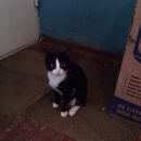 Подробнее об объявлении «Найдена кошка Ханты-Мансийск» Фото: найдена кошка  «Найдена кошка Ханты-Мансийск» в г. Ханты-Мансийск