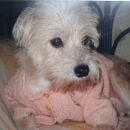 Подробнее об объявлении «Пропала собака Королев» Фото: пропала собака  «Пропала собака Королев» в г. Королев