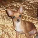 Подробнее об объявлении «Пропала собака кобель Доброе» Фото: пропала собака Чихуахуа «Пропала собака кобель Доброе» в г. Доброе