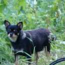 Подробнее об объявлении «Пропала собака Санкт-Петербург» Фото: пропала собака Русский той-терьер «Пропала собака Санкт-Петербург» в г. Санкт-Петербург