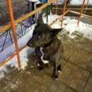 Подробнее об объявлении «Найдена собака в добрые руки Москва» Фото: найдена собака  «Найдена собака в добрые руки Москва» в г. Москва