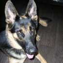 Подробнее об объявлении «Красноярск Найдена собака» Фото: найдена собака Немецкая овчарка «Красноярск Найдена собака» в г. Красноярск