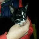 Подробнее об объявлении «Найден кот в районе метро коньково Москва» Фото: найдена кошка  «Найден кот в районе метро коньково Москва» в г. Москва