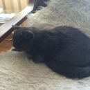 Подробнее об объявлении «Санкт-Петербург Найдена кошка» Фото: найдена кошка  «Санкт-Петербург Найдена кошка» в г. Санкт-Петербург