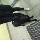 Подробнее об объявлении «Найдена собака кобель черный кобель, полгода, с красным ошейником Химки» Фото: найдена собака  «Найдена собака кобель черный кобель, полгода, с...» в г. Химки