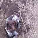 Подробнее об объявлении «Пропала собака кобель помогите найти собаку Адамовка» Фото: пропала собака Курцхаар «Пропала собака кобель помогите найти собаку...» в г. Адамовка