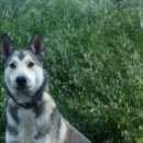 Подробнее об объявлении «Пропала собака кобель Ханты-Мансийск» Фото: пропала собака  «Пропала собака кобель Ханты-Мансийск» в г. Ханты-Мансийск