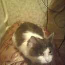 Подробнее об объявлении «Химки Найдена кошка» Фото: найдена кошка  «Химки Найдена кошка» в г. Химки