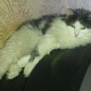 Подробнее об объявлении «Ивантеевка (Московская обл.) Пропала кошка» Фото: пропала кошка  «Ивантеевка (Московская обл.) Пропала кошка» в г. Ивантеевка (Московская обл.)