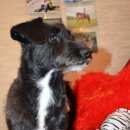 Подробнее об объявлении «Найдена собака Нижний Новгород» Фото: найдена собака  «Найдена собака Нижний Новгород» в г. Нижний Новгород