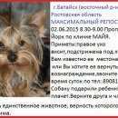 Подробнее об объявлении «Батайск Пропала собака я до сих пор надеюсь и жду» Фото: пропала собака Йоркширский терьер «Батайск Пропала собака я до сих пор надеюсь и жду» в г. Батайск