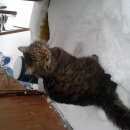 Подробнее об объявлении «Пропал кот Оренбург» Фото: пропала кошка  «Пропал кот Оренбург» в г. Оренбург