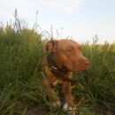 Подробнее об объявлении «Пропала собака Новосибирск» Фото: пропала собака Стаффордширский бультерьер «Пропала собака Новосибирск» в г. Новосибирск