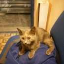 Подробнее об объявлении «Одинцово Пропала кошка» Фото: пропала кошка  «Одинцово Пропала кошка» в г. Одинцово