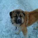 Подробнее об объявлении «Электроугли Пропала собака кобель» Фото: пропала собака Среднеазиатская овчарка «Электроугли Пропала собака кобель» в г. Электроугли