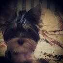 Подробнее об объявлении «Пропала собака кобель йорк Королев» Фото: пропала собака Йоркширский терьер «Пропала собака кобель йорк Королев» в г. Королев