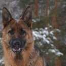 Подробнее об объявлении «Пропала собака Королев» Фото: пропала собака Немецкая овчарка «Пропала собака Королев» в г. Королев