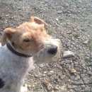 Подробнее об объявлении «Пропала собака кобель Новосибирск» Фото: пропала собака Фокстерьер «Пропала собака кобель Новосибирск» в г. Новосибирск