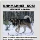 Подробнее об объявлении «Пропала собака кобель Курск» Фото: пропала собака Аляскинский маламут «Пропала собака кобель Курск» в г. Курск