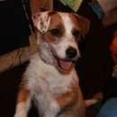 Подробнее об объявлении «Пропала собака, помогите найти. Светлогорск» Фото: пропала собака Джек рассел терьер «Пропала собака, помогите найти. Светлогорск» в г. Светлогорск