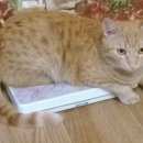 Подробнее об объявлении «Пропал кот, г.кемерова Кемерово» Фото: пропала кошка  «Пропал кот, г.кемерова Кемерово» в г. Кемерово