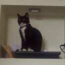 Подробнее об объявлении «Геленджик Пропал кот с купированным хвостом» Фото: пропала кошка  «Геленджик Пропал кот с купированным хвостом» в г. Геленджик