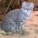Подробнее об объявлении «Пропал кот Ивантеевка (Московская обл.)» Фото: пропала кошка Шотландская вислоухая «Пропал кот Ивантеевка (Московская обл.)» в г. Ивантеевка (Московская обл.)