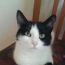 Подробнее об объявлении «Чехов Пропала кошка» Фото: пропала кошка  «Чехов Пропала кошка» в г. Чехов