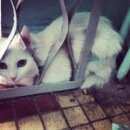 Подробнее об объявлении «Одинцово Найдена кошка» Фото: найдена кошка  «Одинцово Найдена кошка» в г. Одинцово