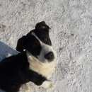 Подробнее об объявлении «Пропала собака кобель Новосибирск» Фото: пропала собака  «Пропала собака кобель Новосибирск» в г. Новосибирск