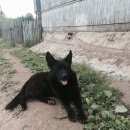 Подробнее об объявлении «Найдена собака кобель Малая Вишера» Фото: найдена собака  «Найдена собака кобель Малая Вишера» в г. Малая Вишера